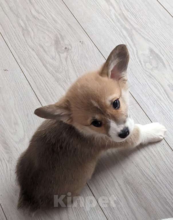 Собаки в Волгограде: Девочка  Девочка, 50 000 руб. - фото 2