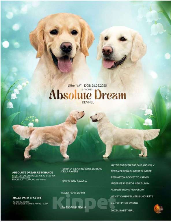 Собаки в Мытищах: Золотистый ретривер, щенок Мальчик, 60 000 руб. - фото 8