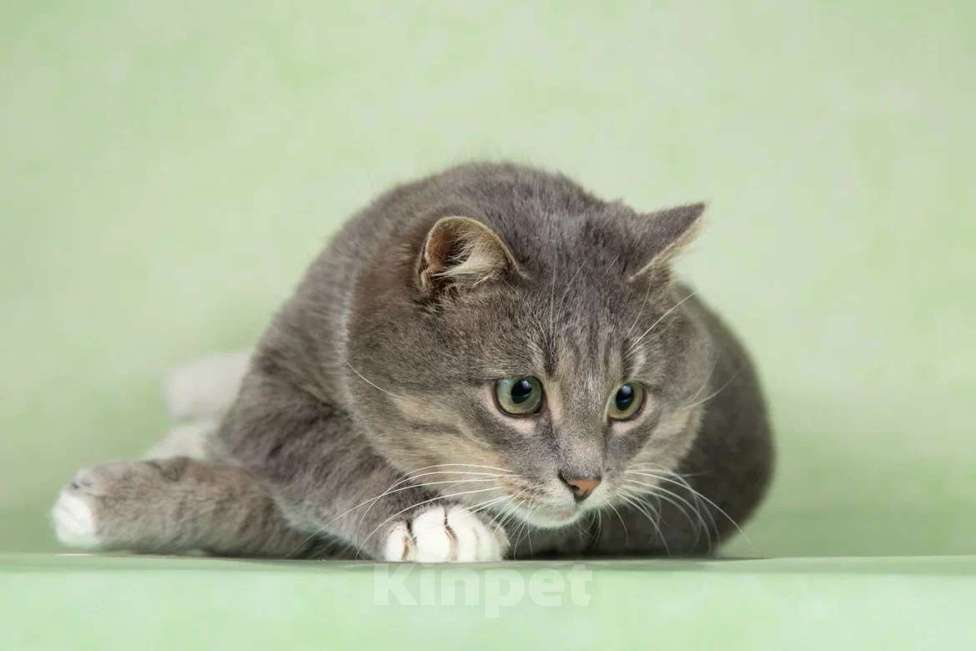 Кошки в Москве: Очаровательный щекастик Дзюба ищет дом Мальчик, 1 руб. - фото 2