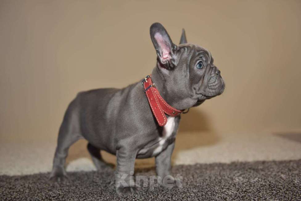 Собаки в Москве: Девочка голубая Девочка, 75 000 руб. - фото 1