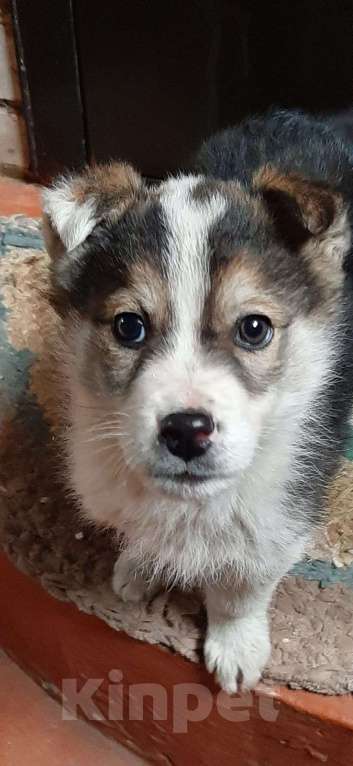 Собаки в Казани: Щёнок - потеряшка ищет заботливую семью и друга Мальчик, Бесплатно - фото 6