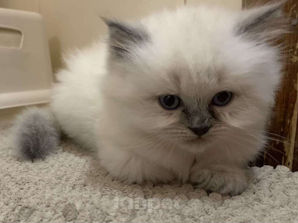 Кошки в Краснодаре: Застенчивый малыш Мальчик, Бесплатно - фото 2