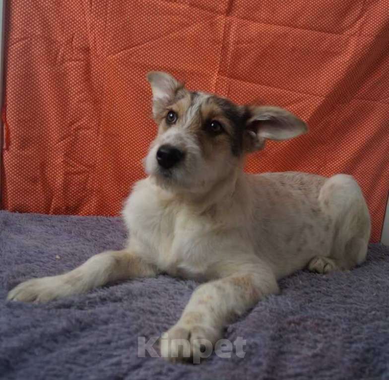 Собаки в Москве: Рыжий щенок, бородатый, белый, в добрые руки щенки Мальчик, 1 руб. - фото 3