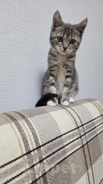 Кошки в Москве: пристрою котёнка Девочка, Бесплатно - фото 5