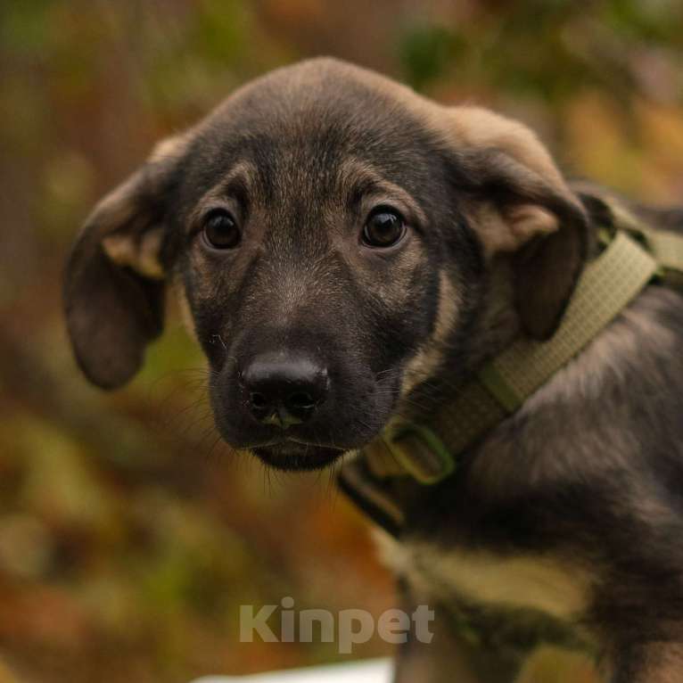 Собаки в Санкт-Петербурге: Мальчик 2 Мальчик, Бесплатно - фото 2