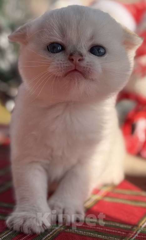 Кошки в Краснодаре: Котята золотая шиншилла Мальчик, 15 000 руб. - фото 2