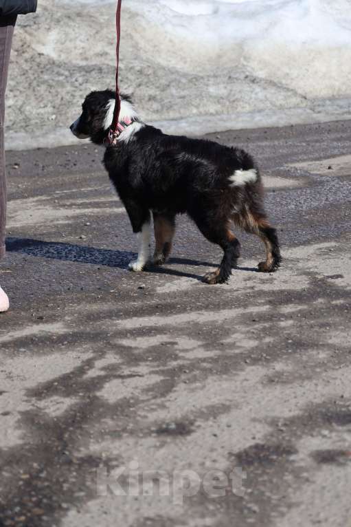 Собаки в других городах Московской области: Щенок МАО Девочка, 150 000 руб. - фото 2