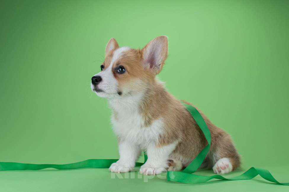 Собаки в Москве: Щенки вельш-корги пемброк Мальчик, 45 000 руб. - фото 4