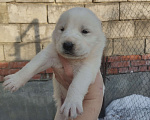 Собаки в Копейске: Породные щенки среднеазиатской овчарки Мальчик, 15 000 руб. - фото 2