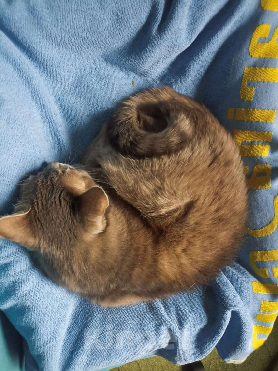 Кошки в Москве: Кошечка Сима Девочка, Бесплатно - фото 5