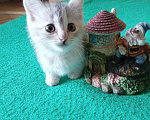 Кошки в Липецке: Милые, ласковые котята ищут дом Девочка, Бесплатно - фото 3
