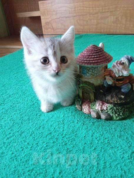 Кошки в Липецке: Милые, ласковые котята ищут дом Девочка, Бесплатно - фото 3