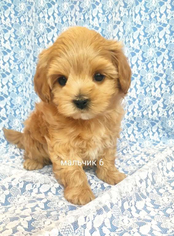 Собаки в Москве: мальтипу мальчик F1  Мальчик, 70 000 руб. - фото 2