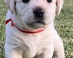 Собаки в Саратове: Продаю щенков лабрадора Девочка, 40 000 руб. - фото 1