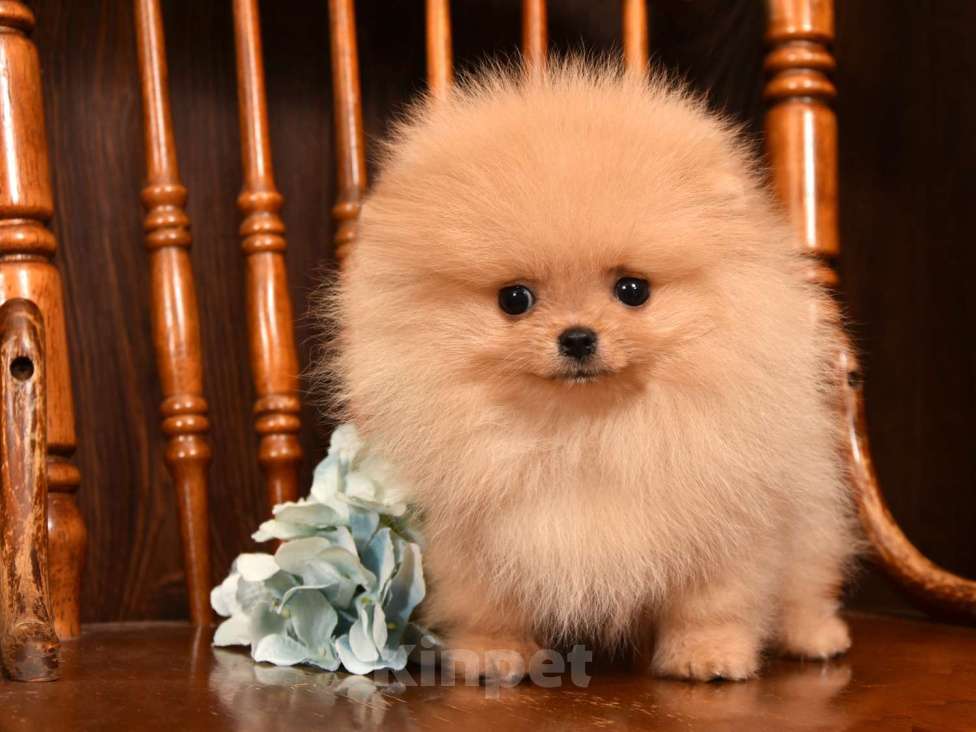 Собаки в Москве: Померанский карликовый шпиц мини мальчик Мальчик, 35 000 руб. - фото 5
