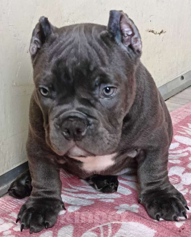 Собаки в Москве: Широкий малыш Американский Булли Покет Мальчик, 200 000 руб. - фото 9