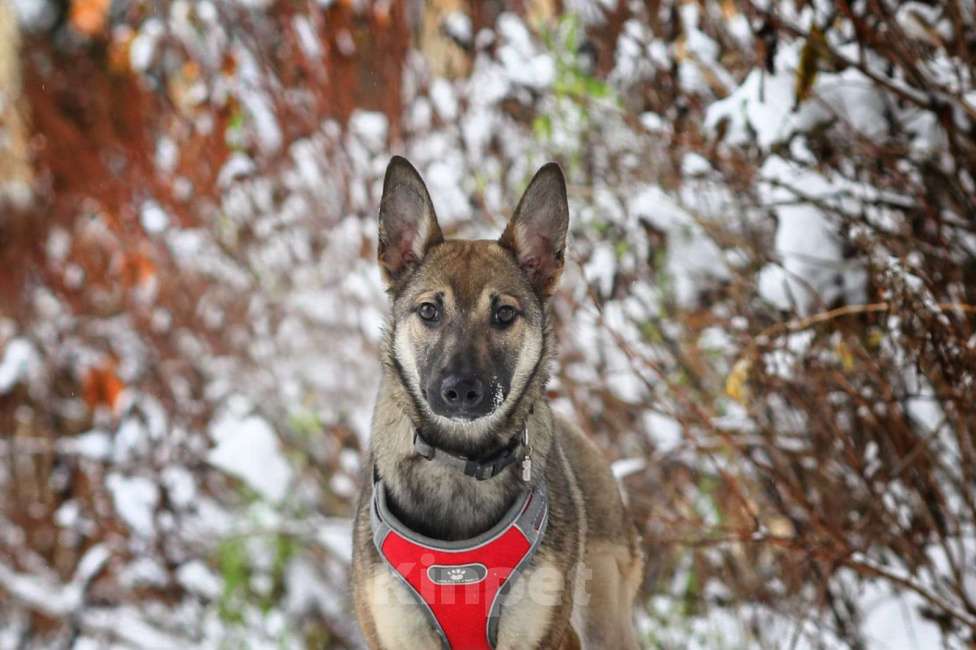 Собаки в Москве: Оленёнок Мия Девочка, Бесплатно - фото 2