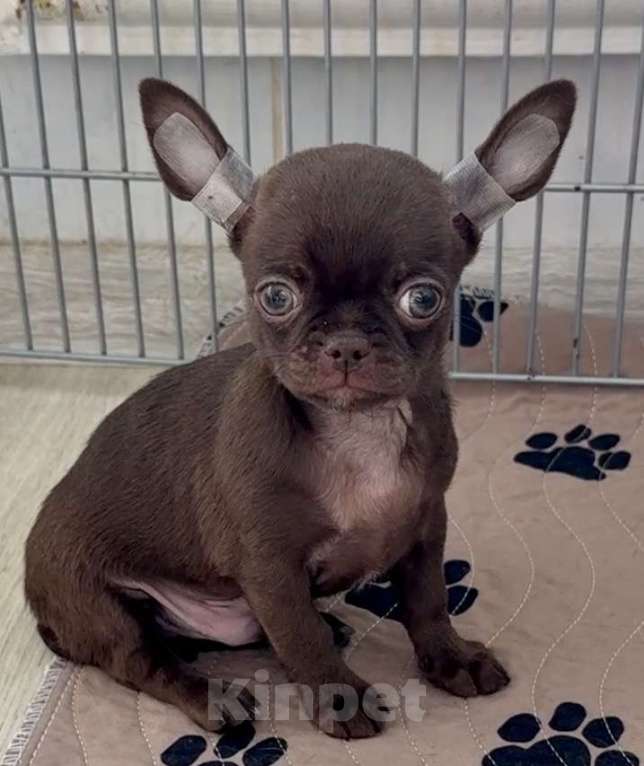 Собаки в Санкт-Петербурге: Шоколадный мальчик чихуахуа Мальчик, 30 000 руб. - фото 3