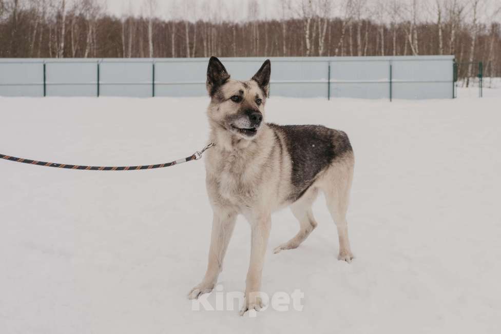 Собаки в Москве: Грэм Мальчик, Бесплатно - фото 5