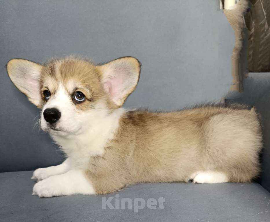 Собаки в Краснодаре: Кашпировский Мальчик, 50 000 руб. - фото 2