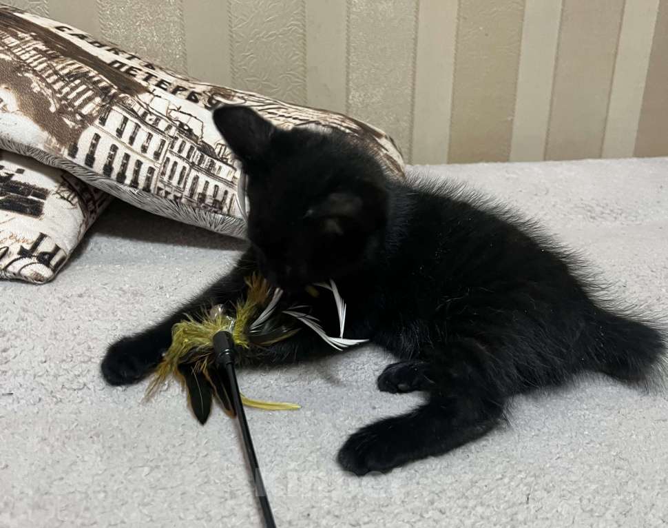 Кошки в Подольске: Котик Бобтейл  Мальчик, 5 000 руб. - фото 3