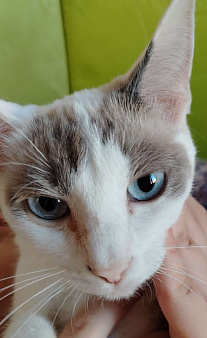 Пропала кошка