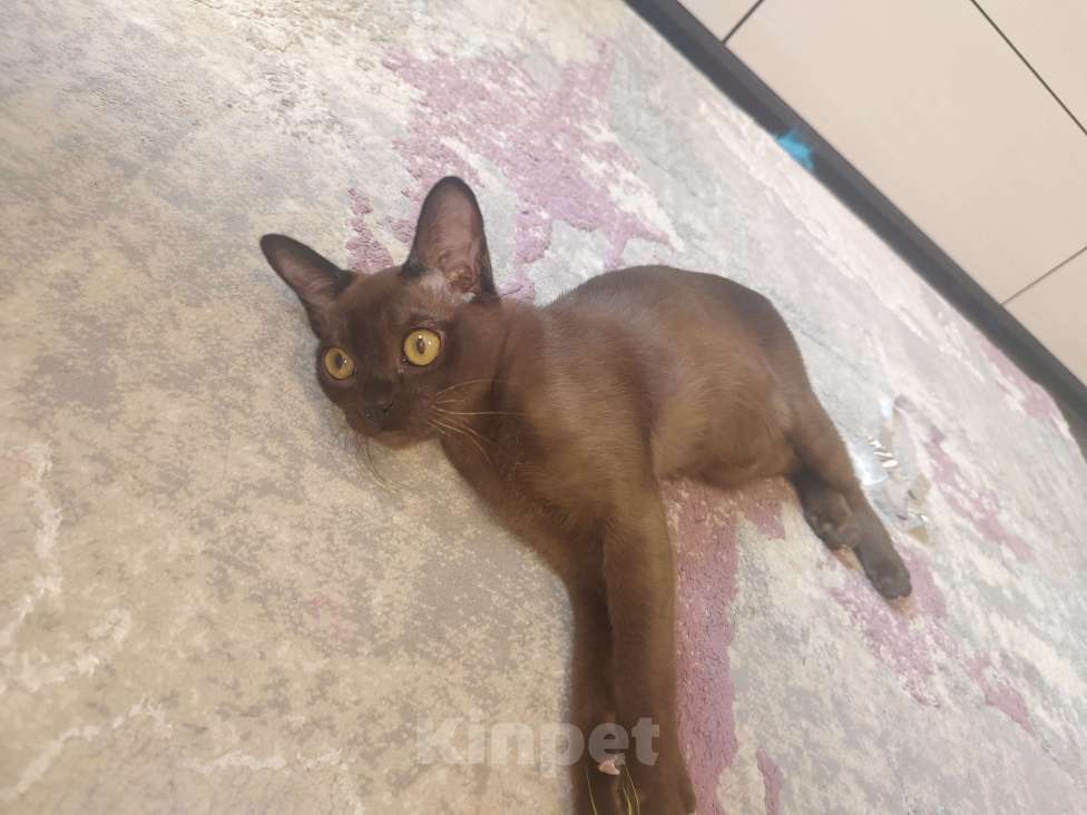 Кошки в Лыткарино: Бурманские котята Девочка, 35 000 руб. - фото 4