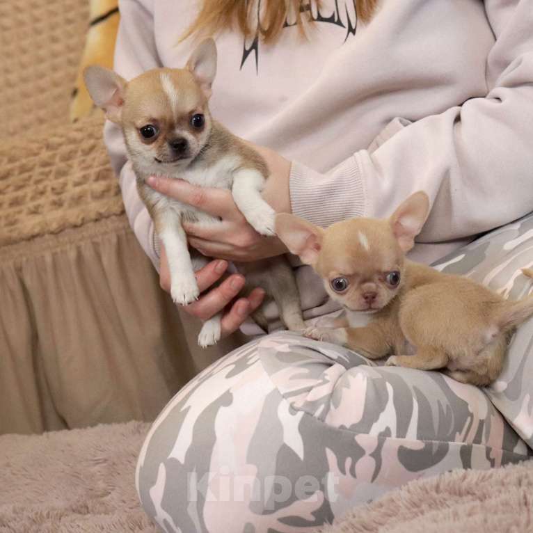 Собаки в Москве: КУРНОСЫЙ красавчик чихуа Мальчик, 55 000 руб. - фото 3