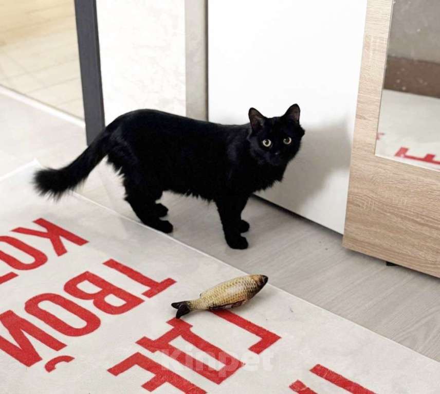 Кошки в Москве: Лилька - кошка, которая выжила Девочка, Бесплатно - фото 7