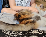 Кошки в Новокузнецке: потерялась кошечка трех шерстная Девочка, 1 000 руб. - фото 1