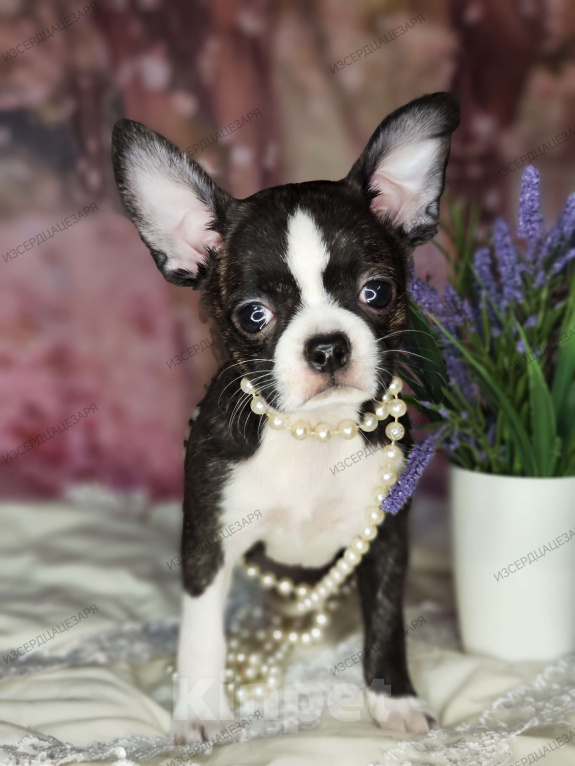 Собаки в Москве: Чихуахуа Кобби девочка Девочка, 25 000 руб. - фото 5