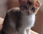 Кошки в Прокопьевске: Котята Мальчик, 3 000 руб. - фото 1