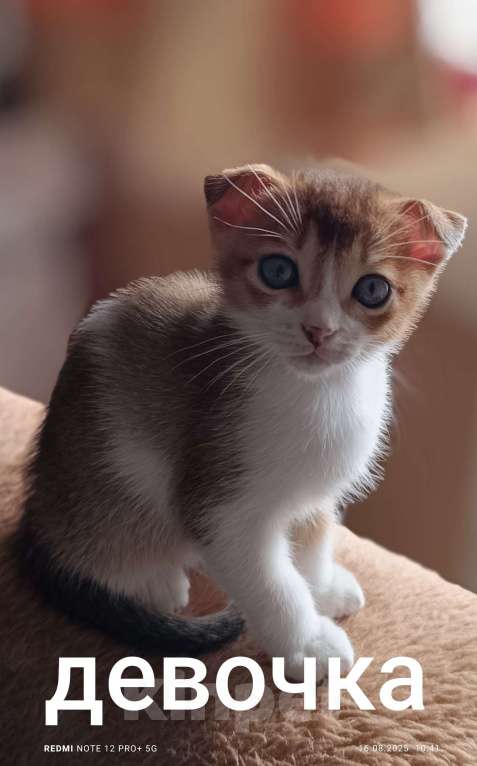 Кошки в Прокопьевске: Котята Мальчик, 3 000 руб. - фото 1
