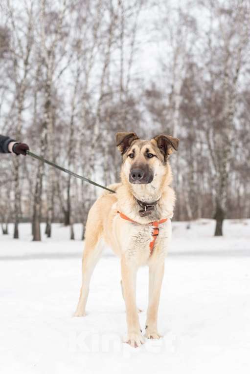 Собаки в Москве: Сестрёнка и брат ищут родителей Мальчик, Бесплатно - фото 6