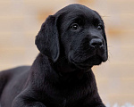 Собаки в других городах Московской области: Черные щенки Лабрадора Мальчик, 80 000 руб. - фото 7