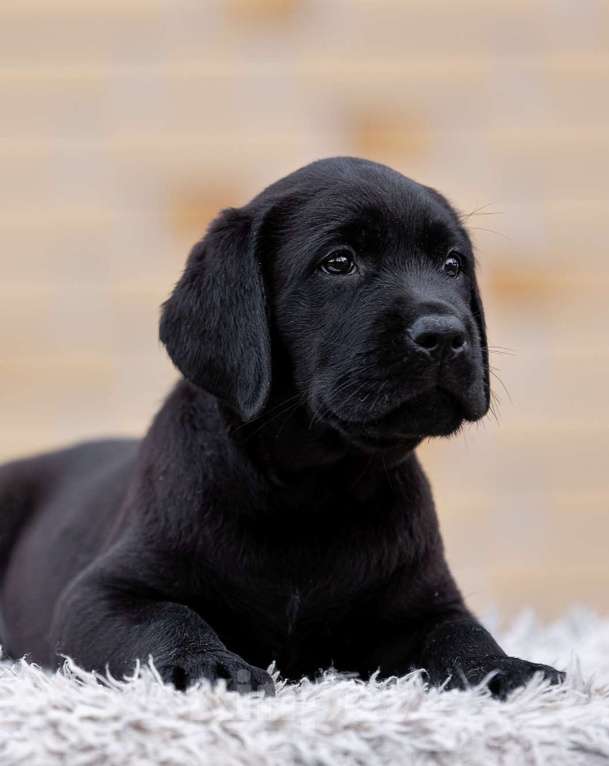Собаки в других городах Московской области: Черные щенки Лабрадора Мальчик, 80 000 руб. - фото 7
