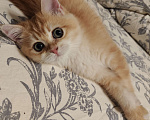 Кошки в Москве: Шотландские золотые котята Девочка, Бесплатно - фото 3