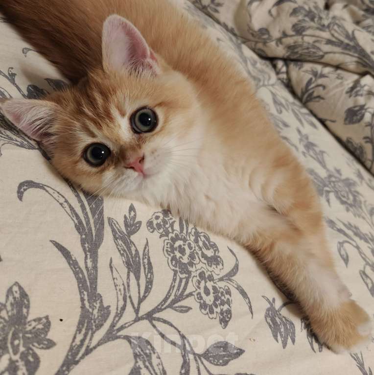 Кошки в Москве: Шотландские золотые котята Девочка, Бесплатно - фото 3