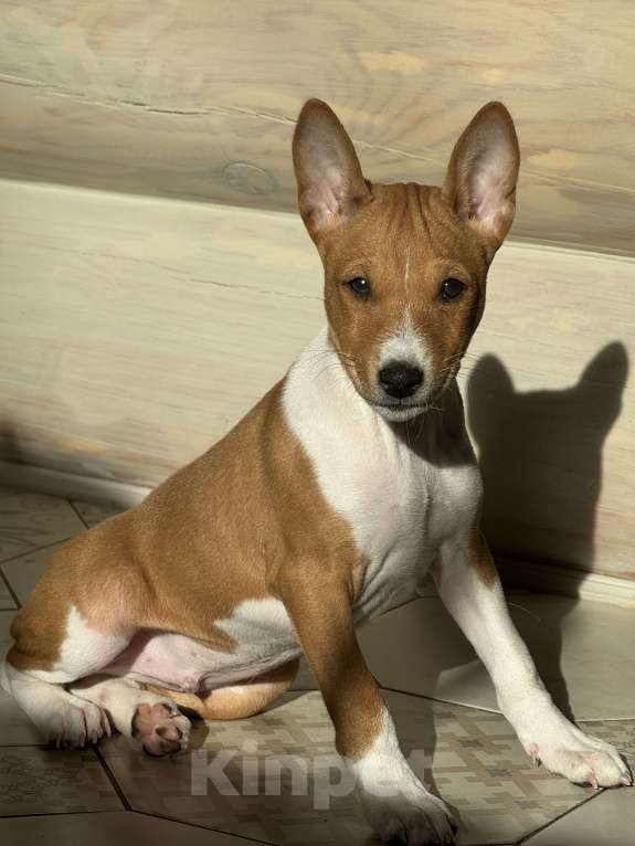 Собаки в Челябинске: Щенок Арчи породы басенджи Мальчик, 50 000 руб. - фото 3