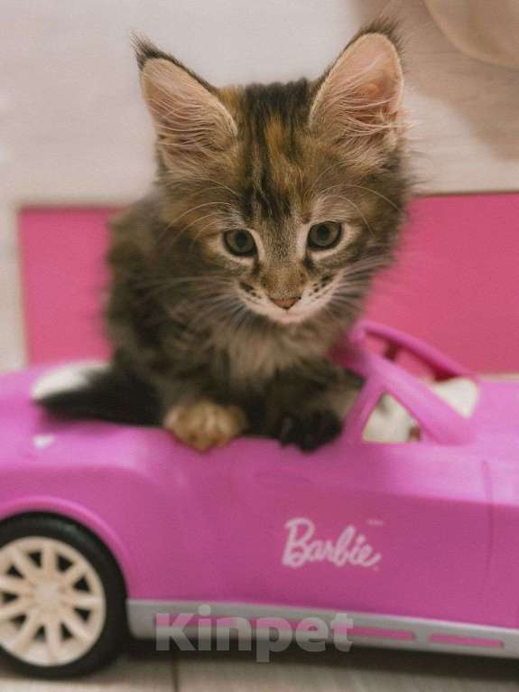 Кошки в Ростове-на-Дону: Котята мейн-кун Девочка, 20 000 руб. - фото 10