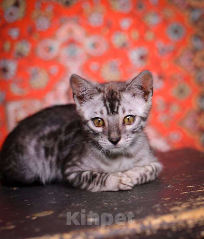 Кошки в Москве: бенгальский котенок на фоне ковра Мальчик, 45 000 руб. - фото 1