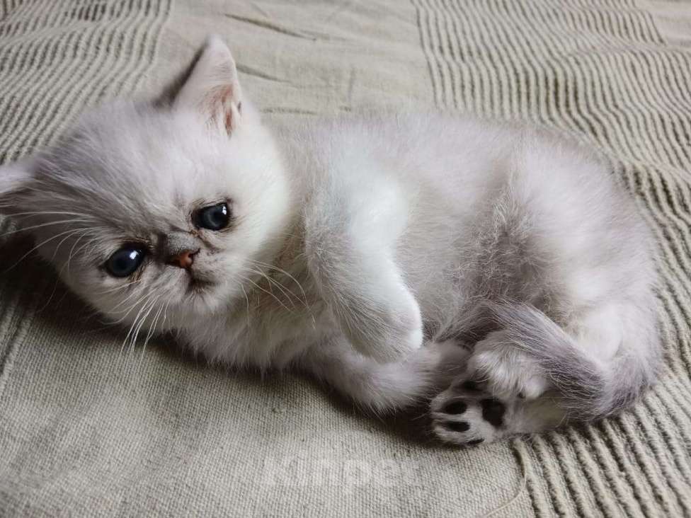 Кошки в других городах Московской области: Продается котенок породы экзотической короткошерстной Мальчик, 10 000 руб. - фото 6