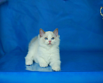 Кошки в Москве: Рэгдолл котенок блю биколор Мальчик, 70 000 руб. - фото 3