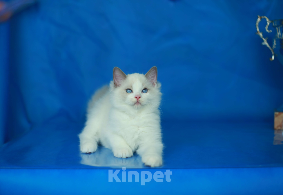 Кошки в Москве: Рэгдолл котенок блю биколор Мальчик, 70 000 руб. - фото 3