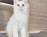 Кошки в других городах Московской области: Белые Девочка, 60 руб. - фото 2