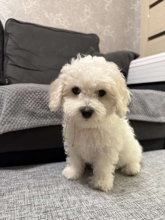 Собаки в Иркутске: Коралин Девочка, 50 000 руб. - фото 2