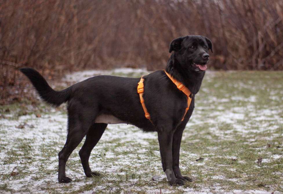 Собаки в Москве: Вильма фенотип лабрадора в добрые руки Девочка, Бесплатно - фото 6