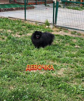 Шпиц черная девочка питомник Ркф