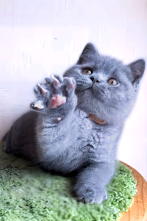 Кошки в Москве: Британские к/ш голубые котята  Мальчик, Бесплатно - фото 8