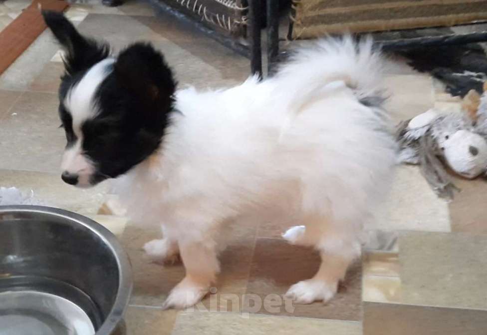 Собаки в Волгодонске: Скромница Белинда Девочка, 70 000 руб. - фото 3